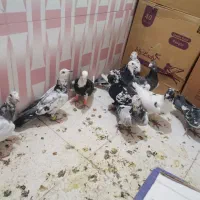 کفتر دولت آباد تربت