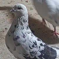 کفتر پرشی شمرونی تهرانی غریب گیری