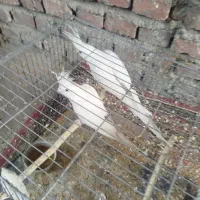 جفت عروس هلندی