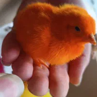 جوجه رنگی|حیوانات مزرعه|کرج, کوی امامیه|دیوار