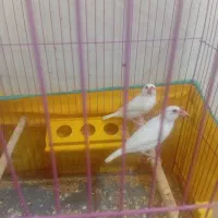 فروش یک جفت فنچ نرگسی