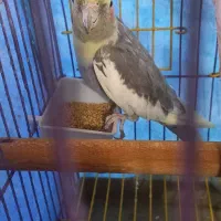 عروس هلندی نر|پرنده|گلپایگان, |دیوار