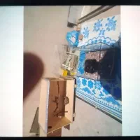 جوفت خوب عروس نر سخن گو|پرنده|آشخانه, |دیوار