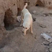 سگ شش ماهه نر