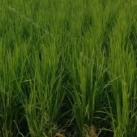 برنج علی کاظمی|عمده‌فروشی|بیرانوند, |دیوار