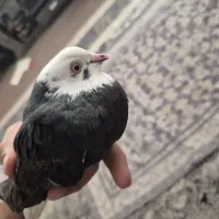 شازده ماده سیاه چشم تا به  تا