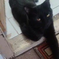 گربه اروم|گربه|خمینیشهر, |دیوار