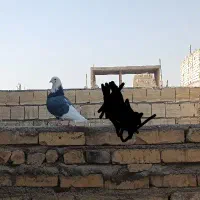 کفتر پرشی|پرنده|یزد, |دیوار