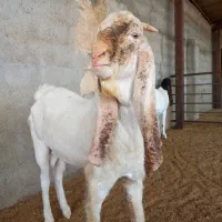 بز نر بز پاکستانی گلابی و بزغاله نر گلابی اصل|حیوانات مزرعه|جوادآباد, |دیوار