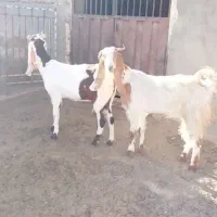 دو عدد بز پاکستانی ابستن