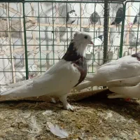 کوتر پرنده فروشی علی لنگری|پرنده|بجنورد, |دیوار