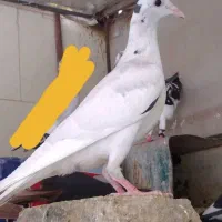 ۳جوجه پرشی ذات قوی