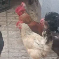 فروش سریع هفت تا مرغ و یک خروس