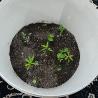 چند تا نشا و نهال جوان