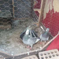 کفتر پلنگ المانی