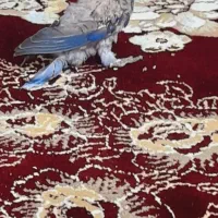طوطی کوتوله برزیلی|پرنده|چناران, |دیوار