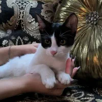 واگذاری  بچه گربه تاکسیدو باهوش|گربه|رشت, منظریه|دیوار