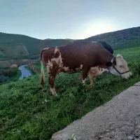 گاو|حیوانات مزرعه|موچش, |دیوار