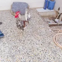 مرغ وخروس سراه خرمشهر عین دو دونی سیصدوپنجاه|حیوانات مزرعه|اهواز, عین ۲|دیوار