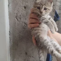 بچه گربه رایگان