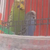 مرغ عشق انگلیسی معاوضه با قناری