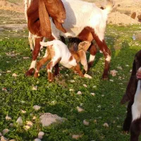 بز نژدی باکهره|حیوانات مزرعه|بهبهان, |دیوار