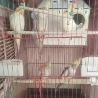 فروش ویژه چهار تا عروس هلندی