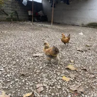 مرغ تزئینی زینتی|پرنده|صومعهسرا, |دیوار