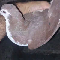 جوجه شیرازی خال سیاه|پرنده|شوشتر, |دیوار