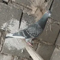 کبوتر المانی