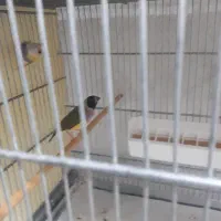 فنچ گلدین|پرنده|تهران, شکوفه|دیوار