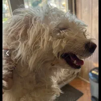 واگذاری سگ مهربون تریر میکس