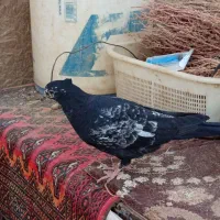 کبوتر|پرنده|خنداب, |دیوار