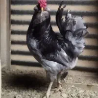 تخم مرغ گلین