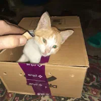 گربه ۲ماهه ماده بچه