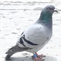 پلاکی سبز دوخط