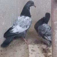 جوجه|پرنده|پیشوا, |دیوار