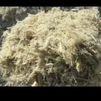 تفاله نیشکر چین امسال