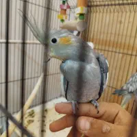 جوجه عروس هلندی نر