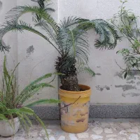 گل باغی
