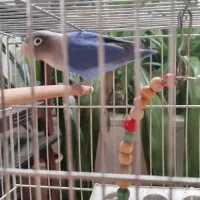 طوطی کوتوله بی‌نظیر