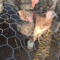 بوقلمون|حیوانات مزرعه|پلدشت, |دیوار