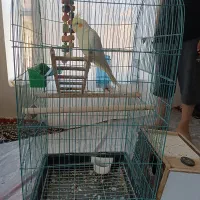 عروس هلندی