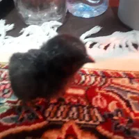 جوجه ایام سمانی اصل