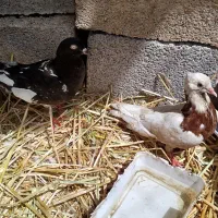 جفت کبوتر طوقی قیمت مفت