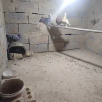 کبوتران عالی وخوب|پرنده|نیریز, |دیوار