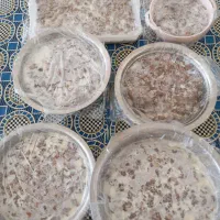 قرمه محلی|خوردنی و آشامیدنی|بردسکن, |دیوار