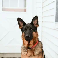 واگذاری سگ قبول میکنم البته رایگان