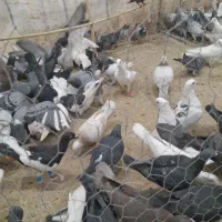 تعداد ۹۵عدد جنگنده پرشی|پرنده|تاکستان, |دیوار