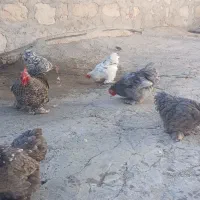 تعدادی مرغ کوشین دم خرگوشی|حیوانات مزرعه|سرپل ذهاب, |دیوار